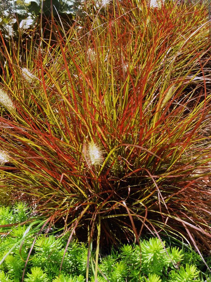 Pennisetum alopecuroides Burgundy Bunny