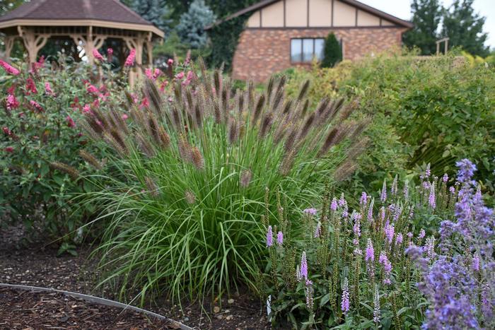Pennisetum alopecuroides Puppy Love