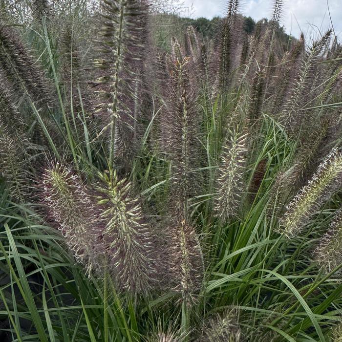 Pennisetum alopecuroides Ginger Love