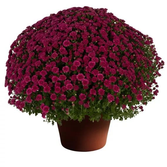 Chrysanthemum x morifolium Purple