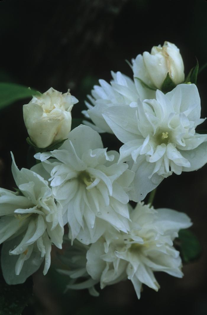 Philadelphus x virginalis Minnesota Snowflake