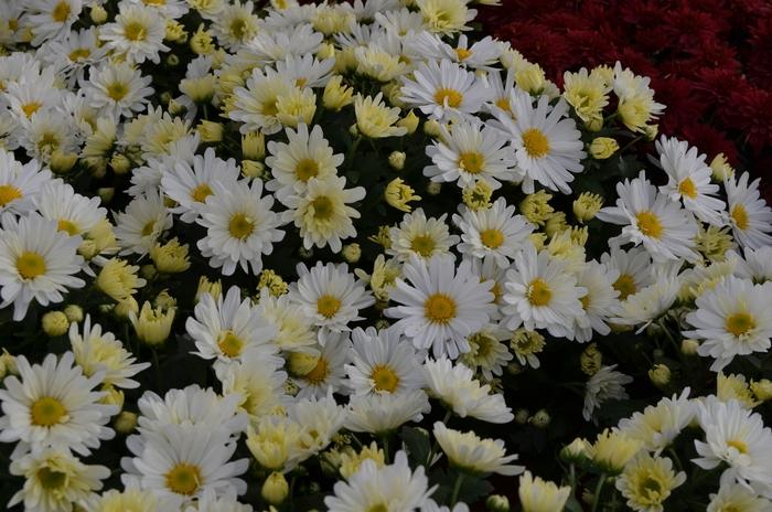 Chrysanthemum x morifolium White
