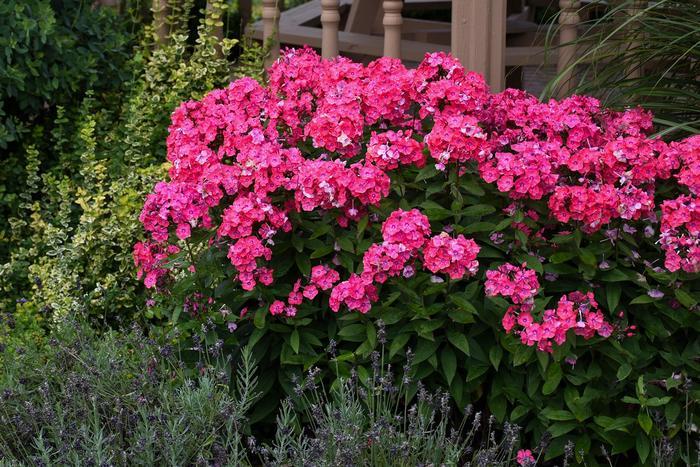 Phlox paniculata Garden Girls&trade; Glamour Girl