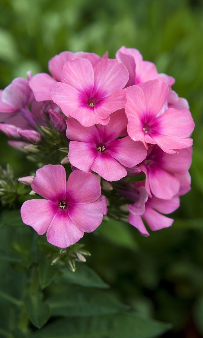 Phlox paniculata Flame&trade; Pink Flame&reg;