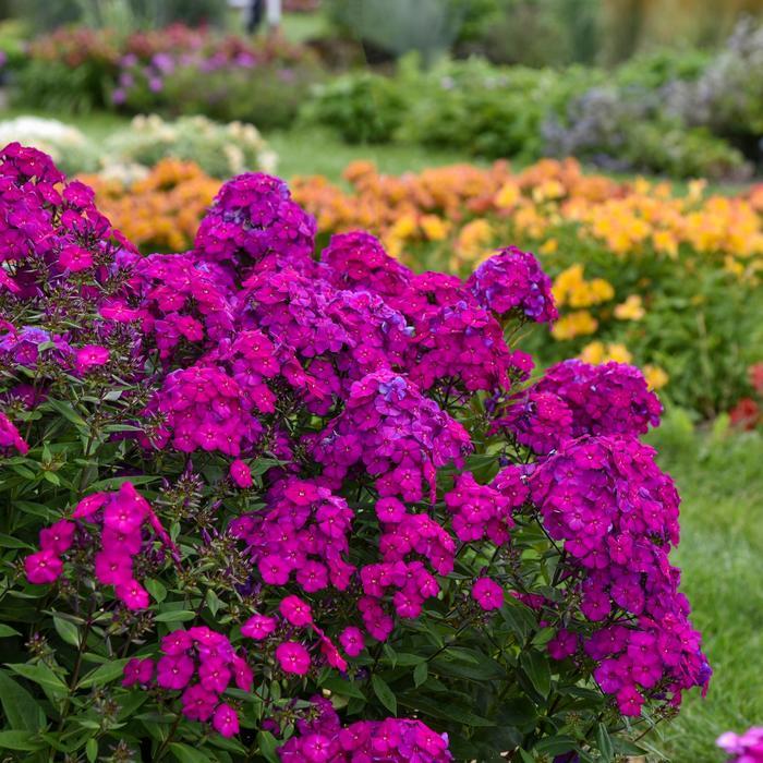 Phlox paniculata Luminary&trade; Ultraviolet