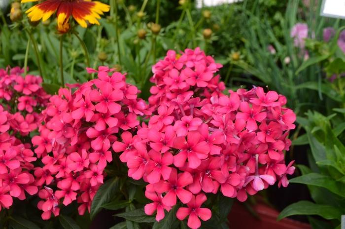 Phlox paniculata Flame&trade; Red