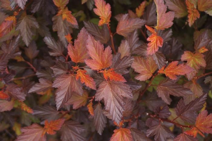 Physocarpus opulifolius Coppertina&reg;