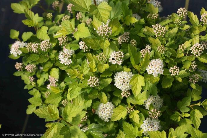 Physocarpus opulifolius Tiny Wine&reg; Gold