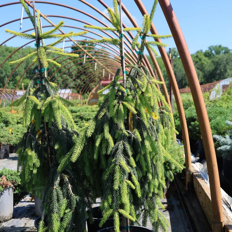 Picea abies Gold Drift