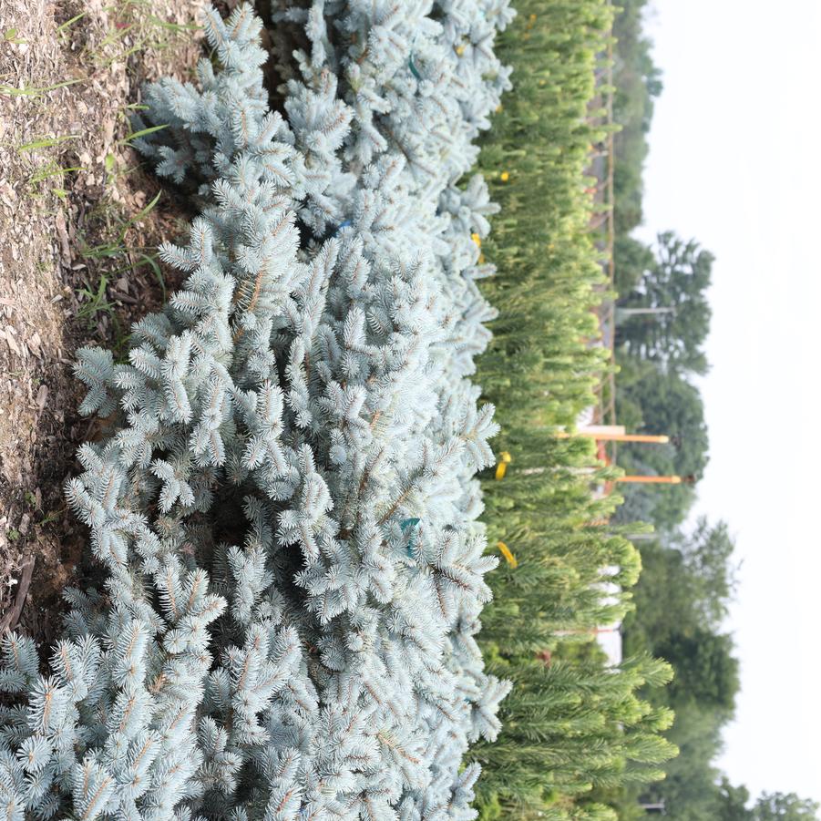 Picea pungens Moonstone&reg;