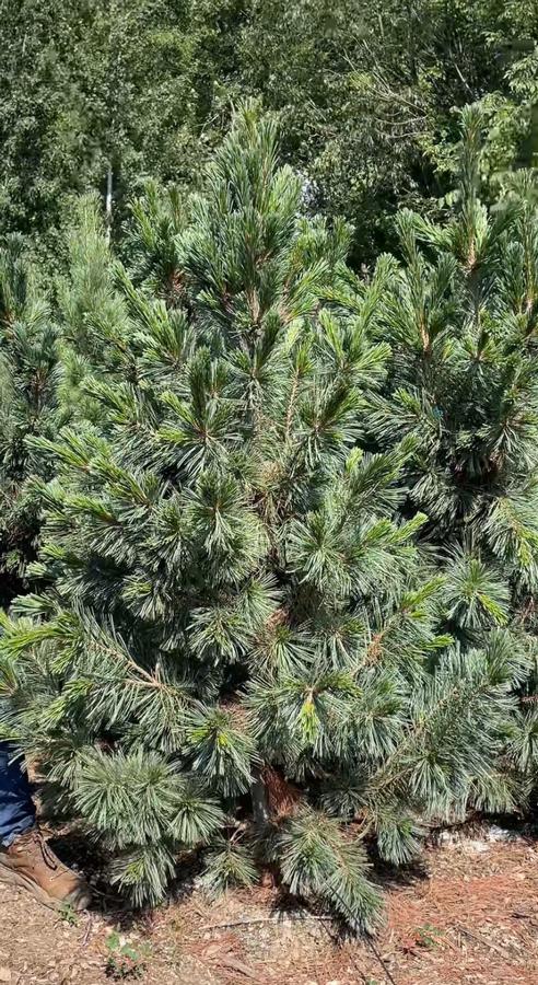 Pinus flexilis 'Vanderwolf's Pyramid' - Limber Pine from Great Lakes Landscape Supply