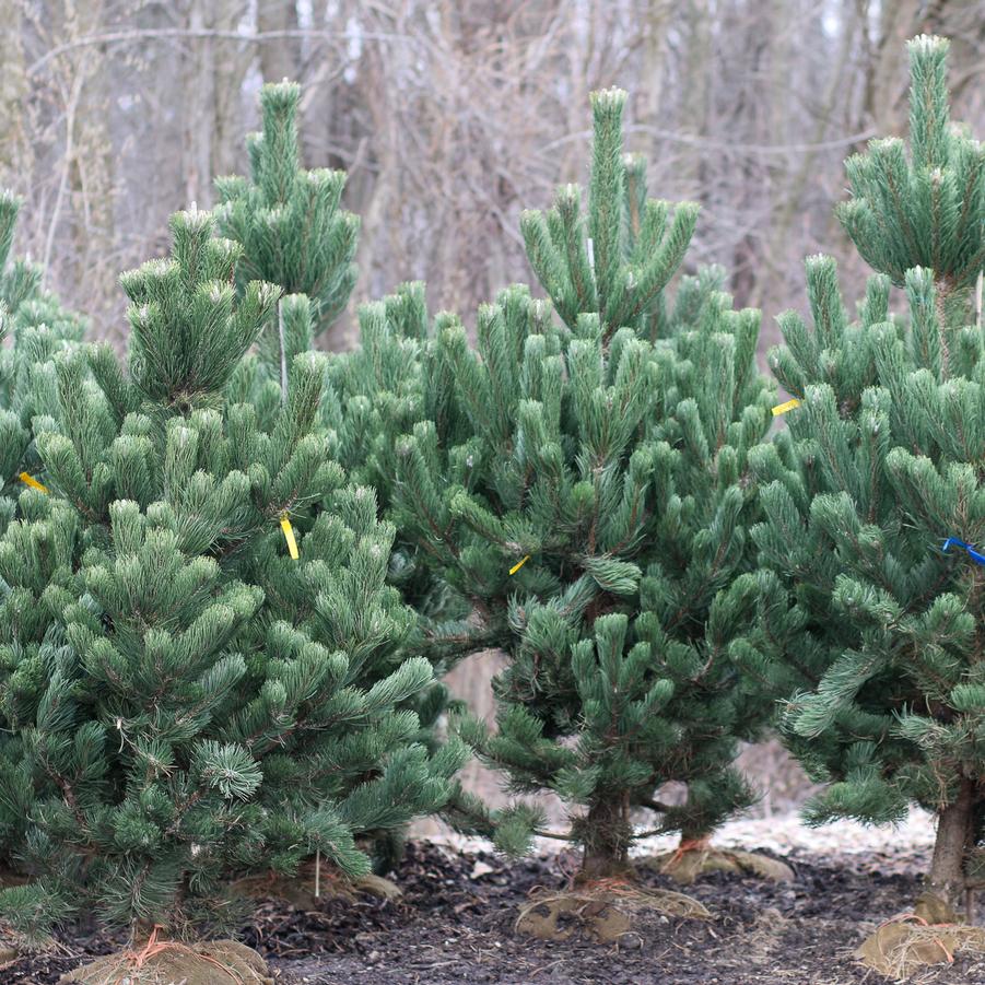 Pinus nigra Oregon Green