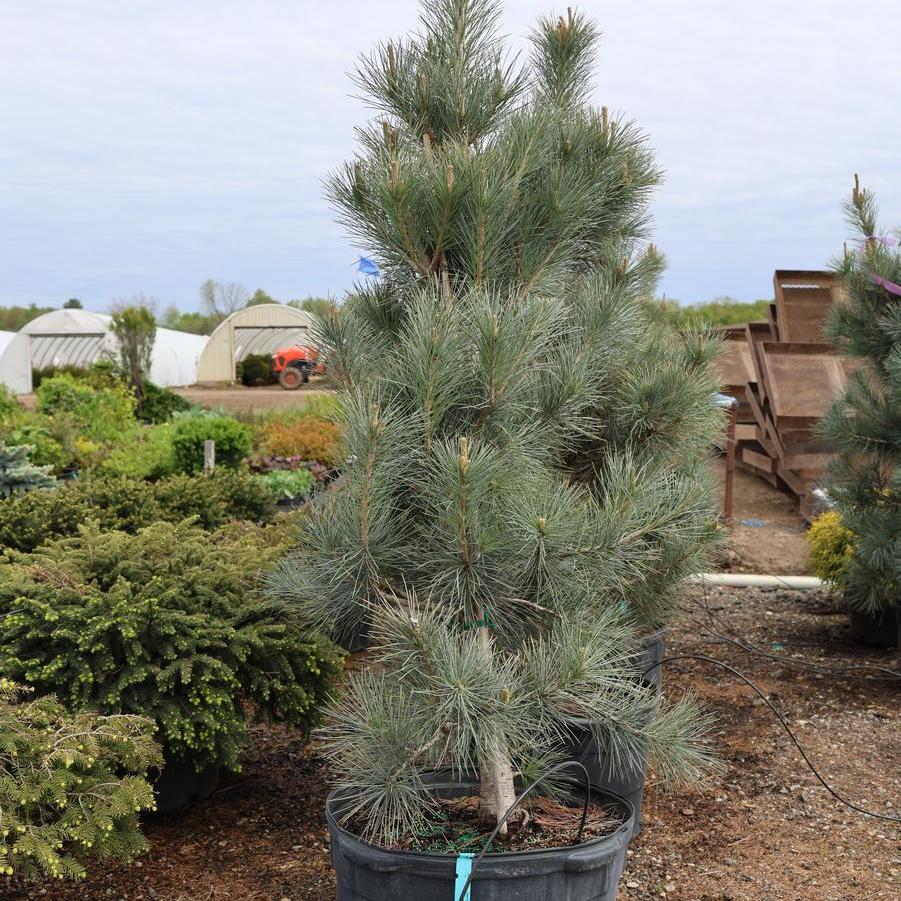 Pinus peuce Pacific Blue