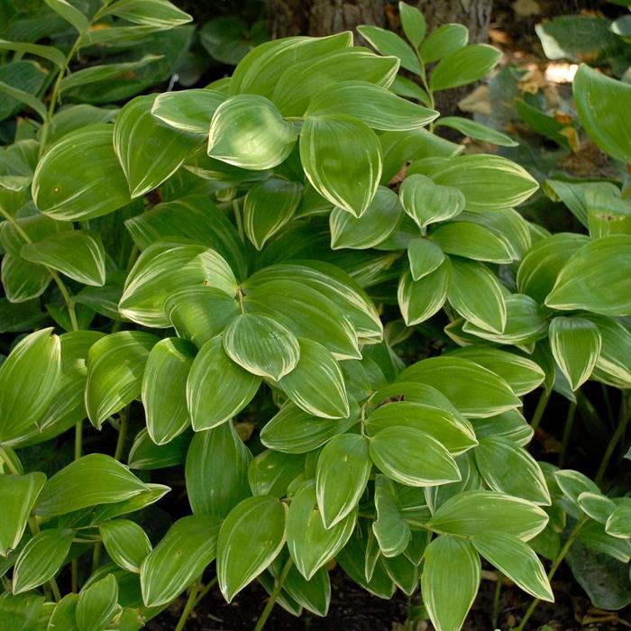 Polygonatum odoratum Variegatum