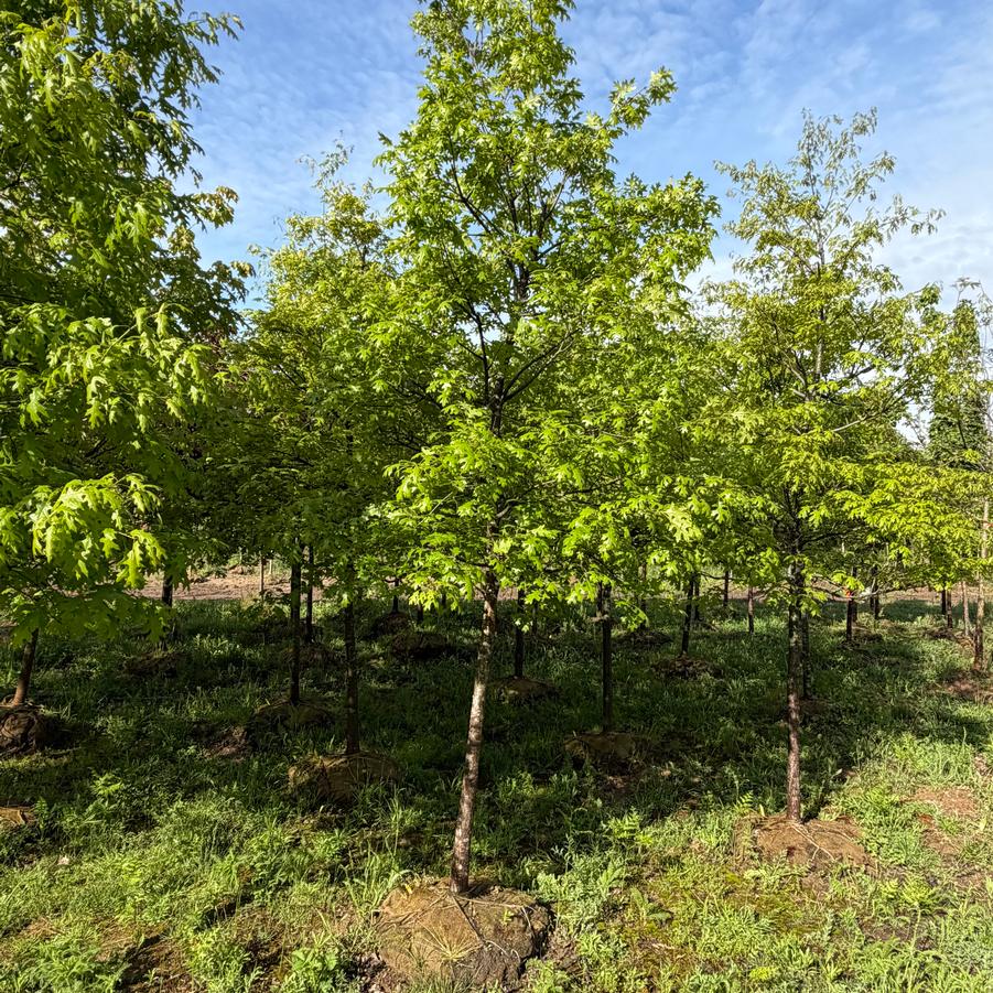 Quercus palustris 