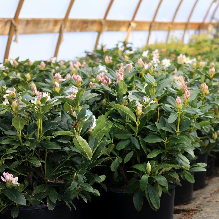 Rhododendron catawbiense Cunningham's White
