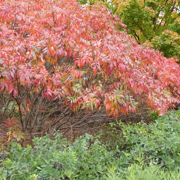Rhus copallina var. latifolia Prairie Flame&trade;