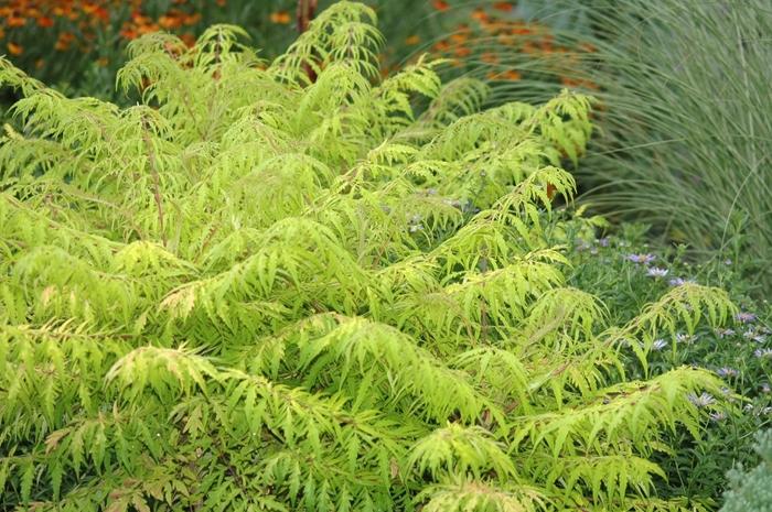 Rhus typhina Tiger Eyes&reg;