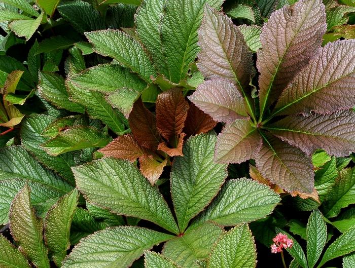 Rodgersia pinnata Bronze Peacock