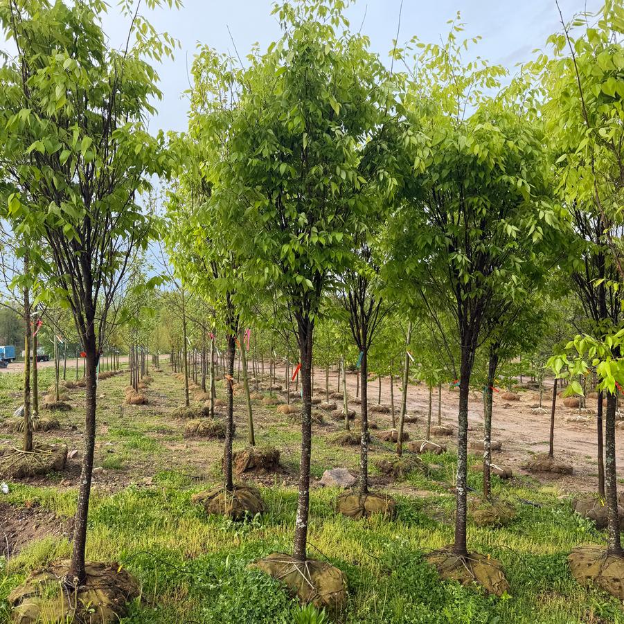 Zelkova serrata Green Vase