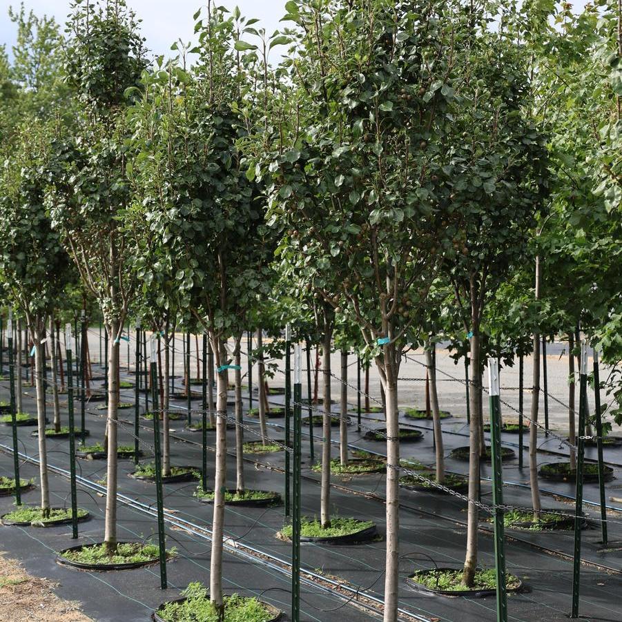 Pyrus calleryana 'Jaczam'