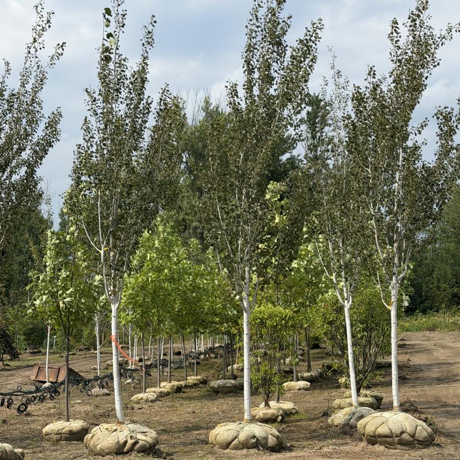 Populus tremuloides Dancing Flame&reg;