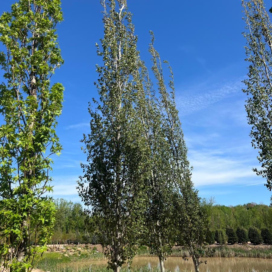 Populus tremula Erecta