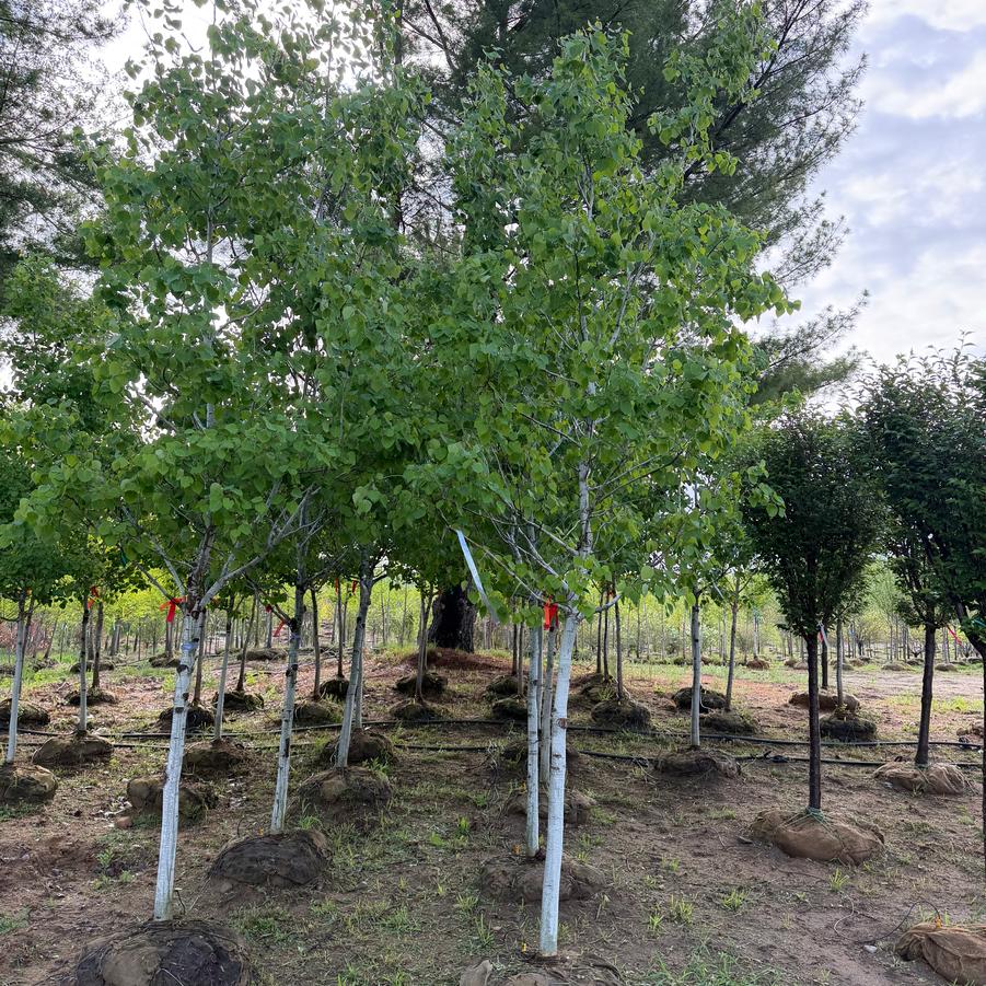 Populus tremuloides Prairie Gold&reg;