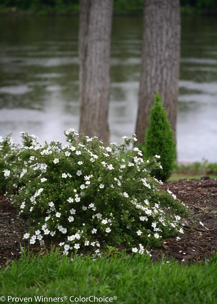 Potentilla fruticosa Happy Face&reg; White