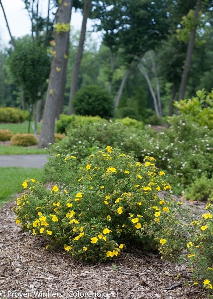 Potentilla fruticosa Happy Face&reg; Yellow