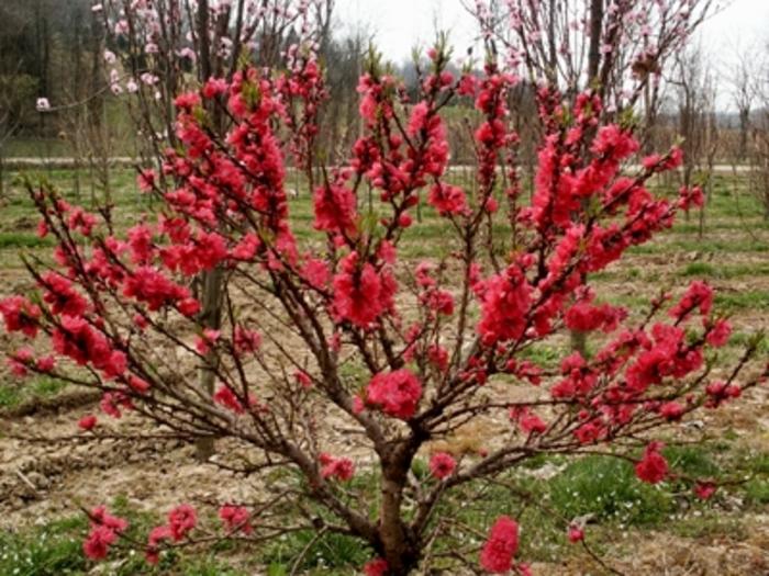 Prunus persica Bonfire