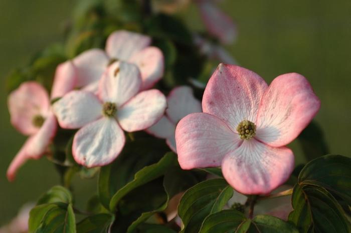 Cornus kousa Heart Throb&reg;