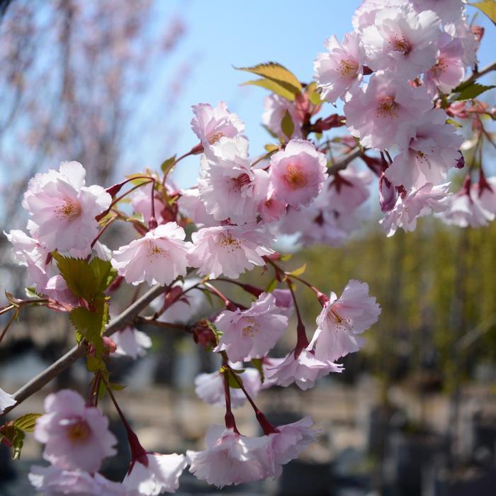 Prunus First Blush&reg;
