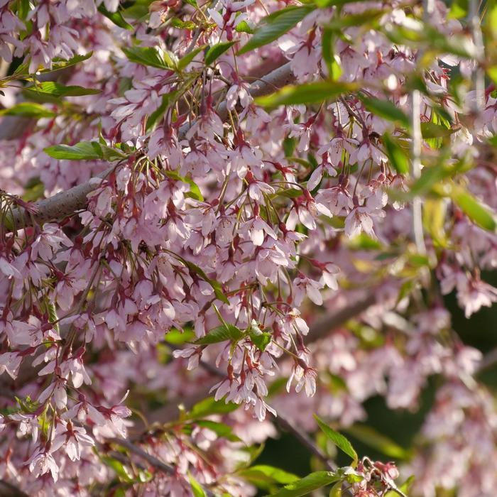 Prunus Pink Snow Showers&trade;