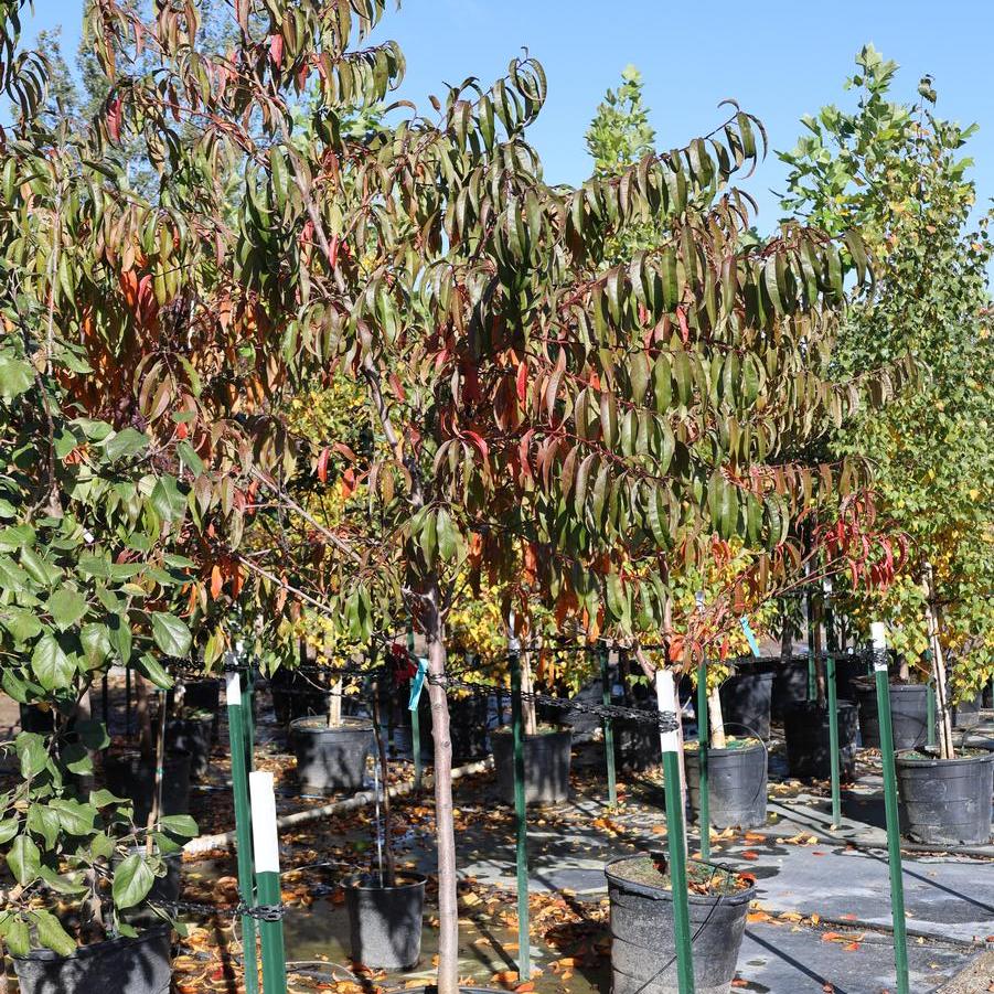 Prunus persica Reliance
