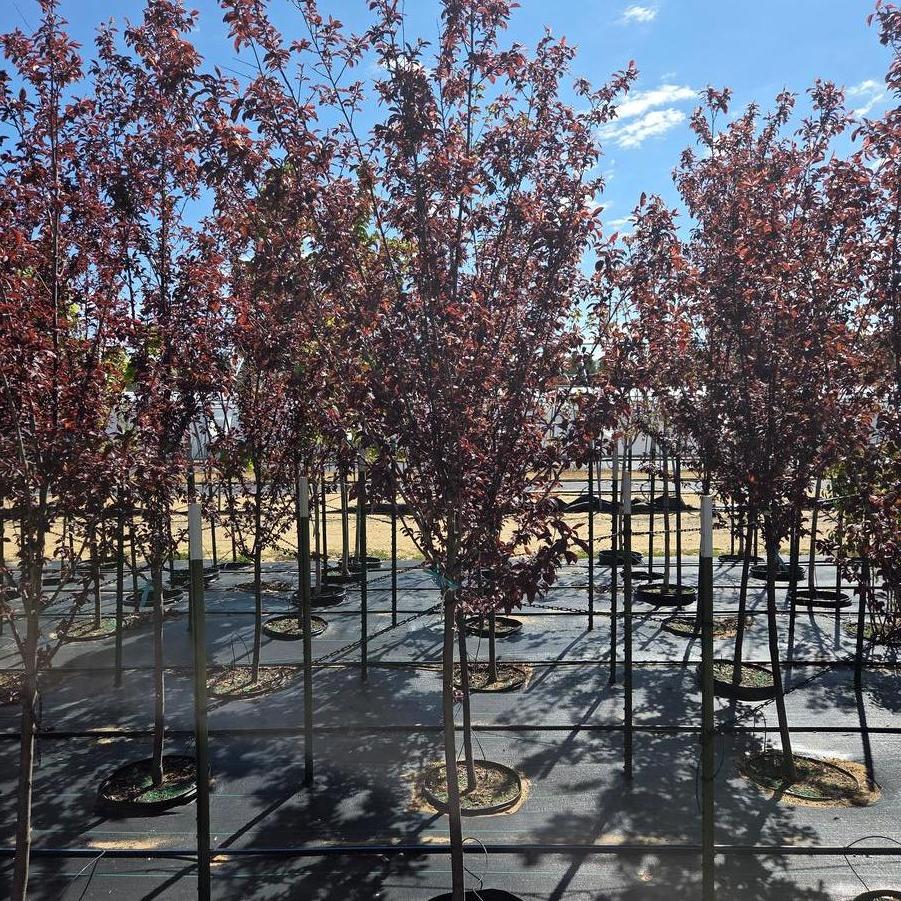 Prunus cerasifera Thundercloud