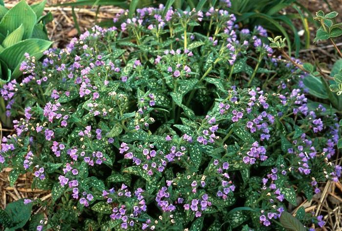 Pulmonaria saccharata Mrs Moon