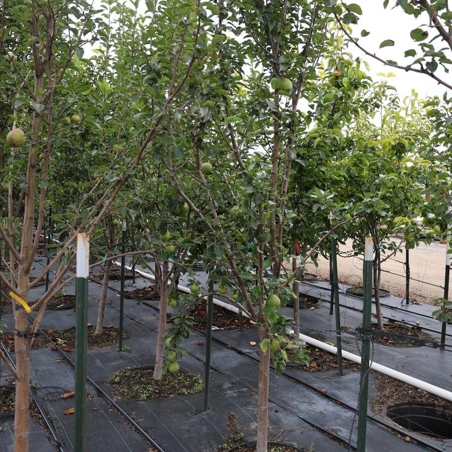 Pyrus communis Kieffer