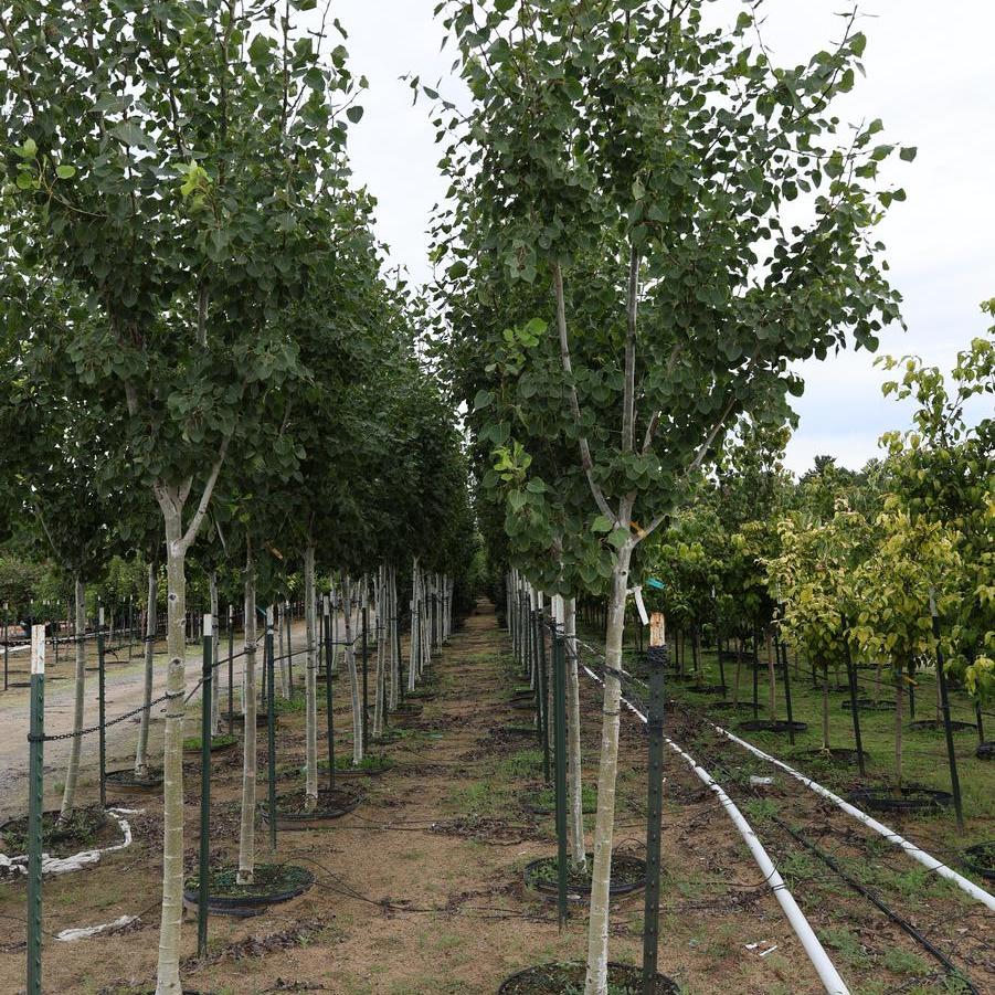 Populus 'Klaus Select'