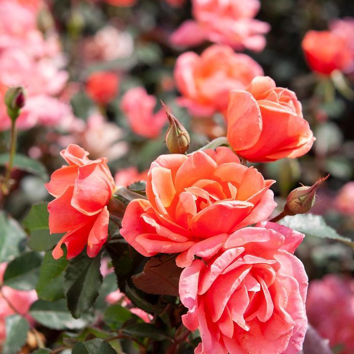 Rosa Knock Out&reg; Coral