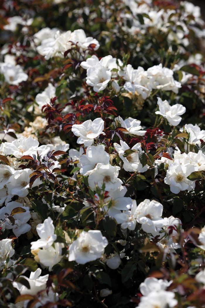 Rosa Knock Out&reg; White