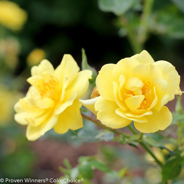 Rosa Oso Easy Lemon Zest&reg;