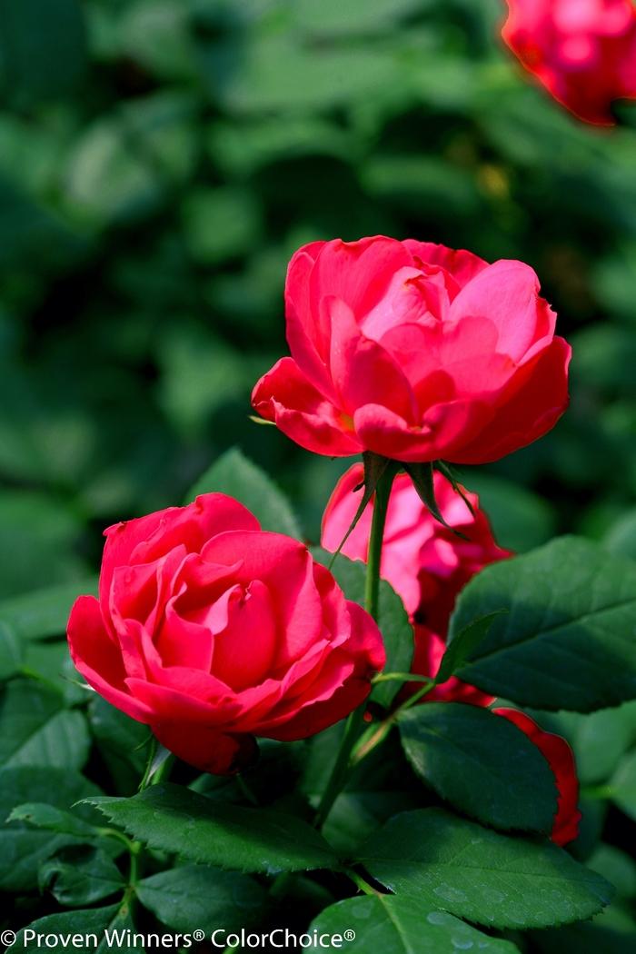 Rosa Oso Easy Double Red&reg;