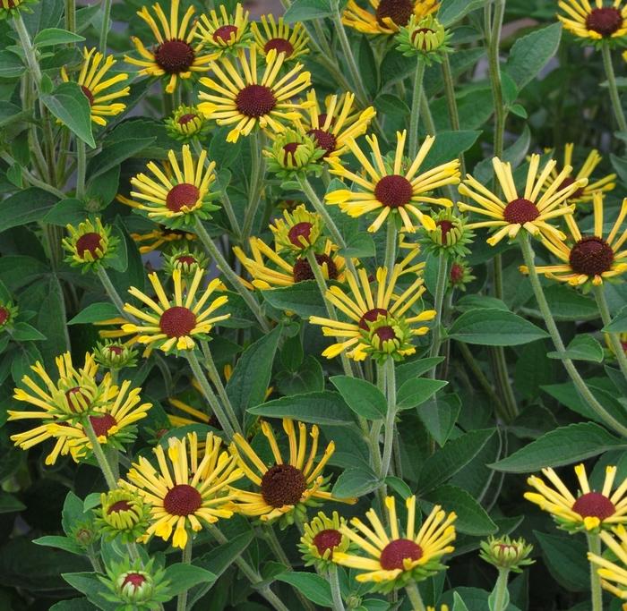 Rudbeckia subtomentosa Little Henry
