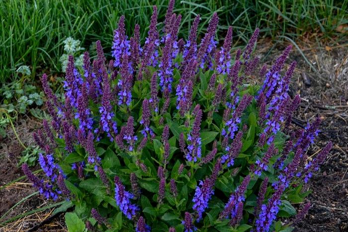 Salvia nemorosa Violet Profusion
