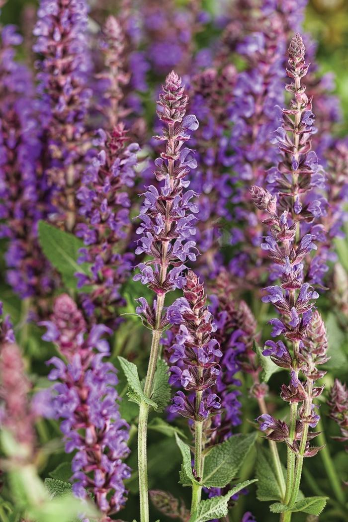 Salvia nemorosa Color Spires&reg; Violet Riot