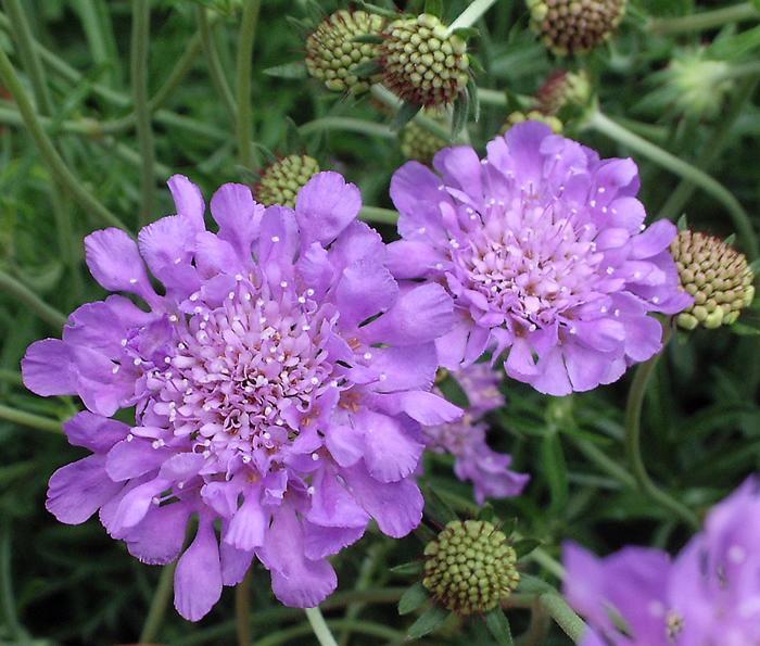 Scabiosa columbaria Butterfly Blue