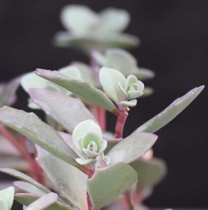 Sedum Bertram Anderson
