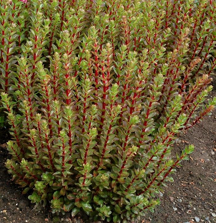 Sedum telephium Double Martini