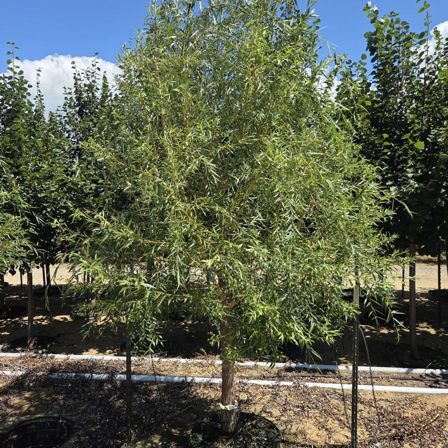Salix Alba 'Tristis Niobe'